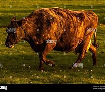 Image result for Icelandic Cow