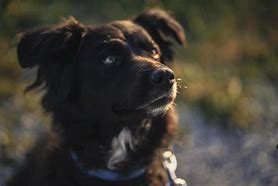 Image result for Brown Long Mustache Dog