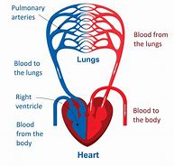 Image result for Circulatory System Labeled