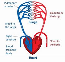 Image result for Circulatory System Blood Flow Diagram