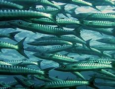 Image result for Inuit Fish