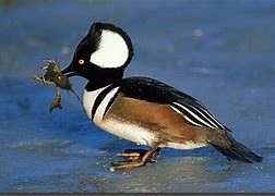 Image result for Crested Merganser