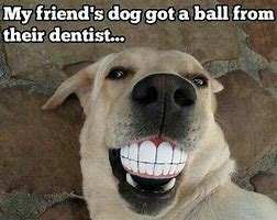 Image result for Dog Smiling Hard