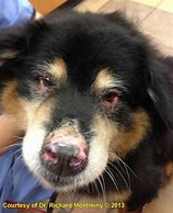 Image result for Discoid Lupus Dog Nose