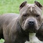 Image result for Cool Pitbull