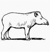 Image result for Tapir Vector