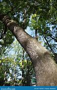 Image result for Camphor Tree Leaves Vector