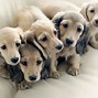 Image result for Dog Family Images