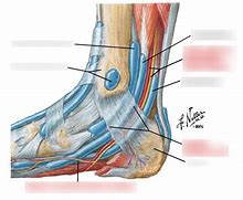 Image result for Posterior Tibial Malleolus