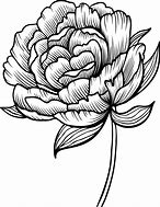 Image result for Peony Vector