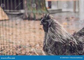 Image result for Gray Silkie Chicken