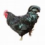 Image result for Java Chicken Breeders