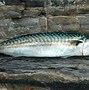 Image result for Bullseye Mackerel