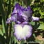 Image result for Bearded Iris by Name