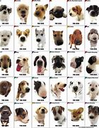 Image result for Tipos De Perros