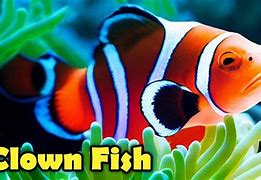 Image result for Clownfish Eyes