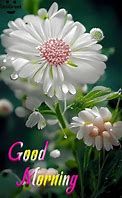 Image result for good morning images