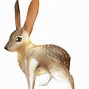 Image result for Tehuantepec Jackrabbit