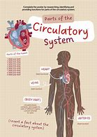 Image result for Osteon Anatomy Poster