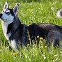 Image result for Black Malamute