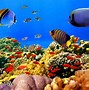 Image result for Wallpapers for Desktop Ocean Fish