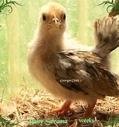 Image result for Serama Chicken Baby