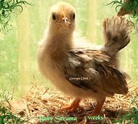 Image result for Serama Chicken Baby