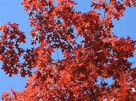 Image result for Red Oak Oklhahoma