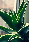 Image result for Kinds of Aloe Vera Plants