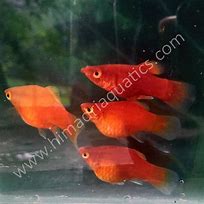 Image result for Balloon Platy