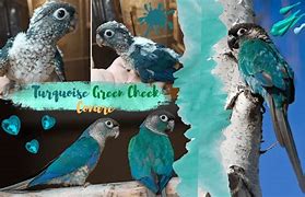 Image result for Conure