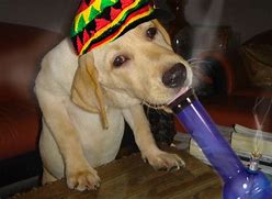 Image result for Bong Dog Meme