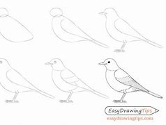 Image result for How Do You Draw a Bird