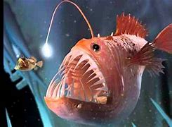 Image result for Humpback AnglerFish