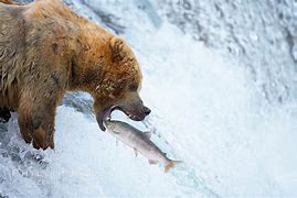 Image result for Brown Bear Catching Fish