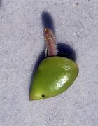 Image result for Mangrove Seed Dispersal