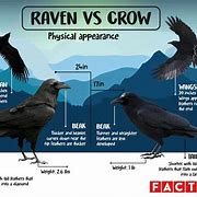 Image result for raven vs crow sound