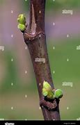 Image result for Ficus Carica Fig