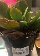 Image result for Kalanchoe Little Dragon