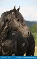 Image result for Black Welsh Cob