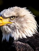 Image result for Storm'n Eagle HD