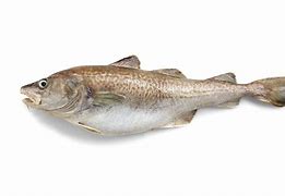 Image result for Alaska Cod