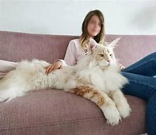 Image result for Male Cat with Mane