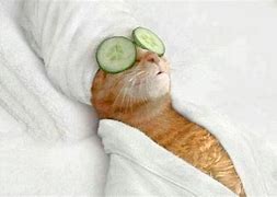 Image result for Cat Spa