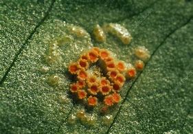 Image result for Rust Fungus