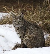 Image result for Lynx Rufus Stuffed Animal