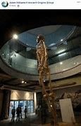 Image result for Giant Skeleton Brazil Museum