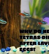 Image result for Tetra Fish Eggs