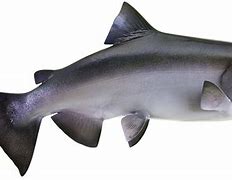 Image result for King Salmon Fish