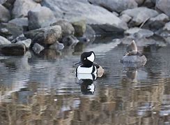 Image result for Crested Merganser